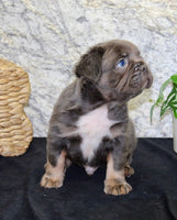 Fluffy French Bulldog