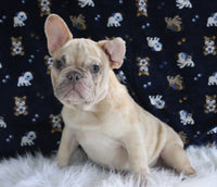 French Bulldog