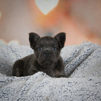 Fluffy French Bulldog