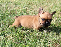 French Bulldog