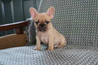 French Bulldog