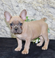 French Bulldog
