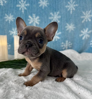 French Bulldog