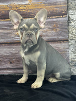 French Bulldog