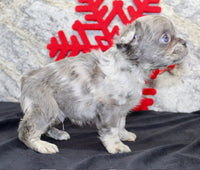 Fluffy French Bulldog 