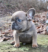 French Bulldog