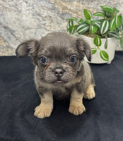 Fluffy French Bulldog