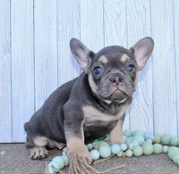 French Bulldog