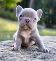 French Bulldog