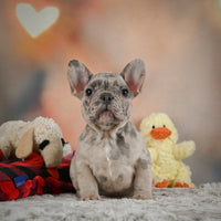 French Bulldog