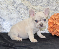French Bulldog
