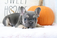 Fluffy French Bulldog