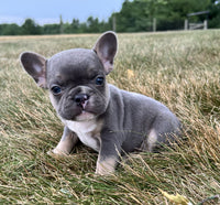 French Bulldog