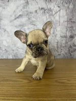 French Bulldog