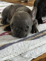 French Bulldog