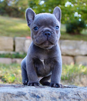 French Bulldog 