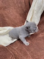 French Bulldog