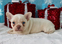 French Bulldog