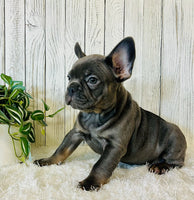 French Bulldog