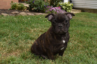 French Bulldog