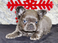 Fluffy French Bulldog