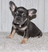 French Bulldog