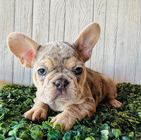 French Bulldog