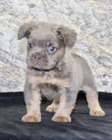Fluffy French Bulldog