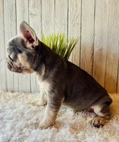 French Bulldog