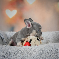 French Bulldog