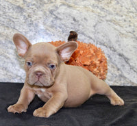 French Bulldog