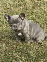 French Bulldog