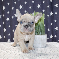 French Bulldog 