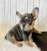 French Bulldog