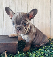 French Bulldog