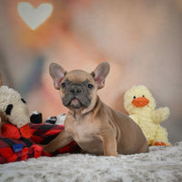 French Bulldog