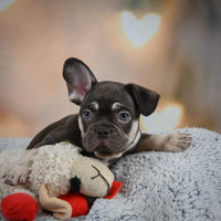 French Bulldog