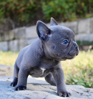 French Bulldog 