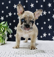 French Bulldog