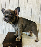 French Bulldog