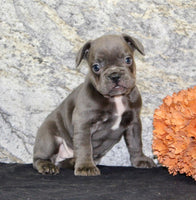 French Bulldog