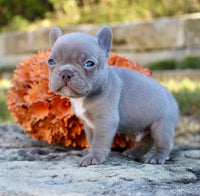 French Bulldog