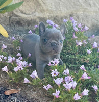 French Bulldog 