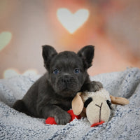 Fluffy French Bulldog