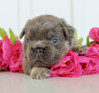 Fluffy French Bulldog