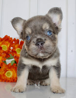 Fluffy French Bulldog