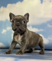 Frenchton