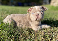 Frenchton