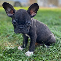 Frenchton