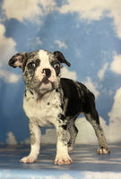 Frenchton